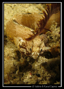 If anybody knows the scientific name of this fish, please... by Raoul Caprez 